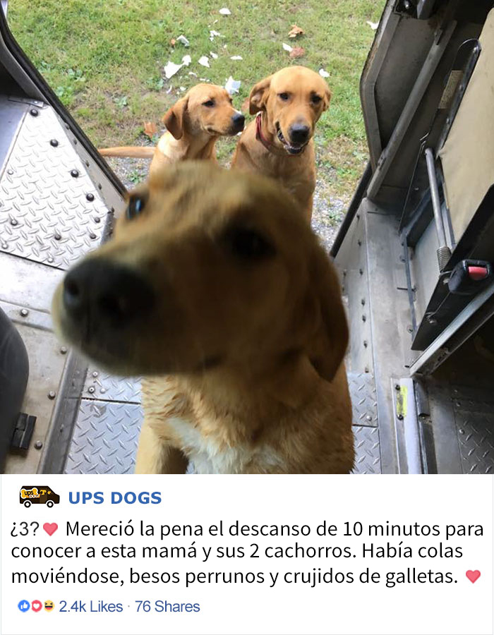 perros-ups-2