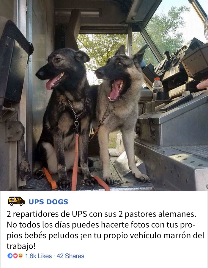 perros-ups-3