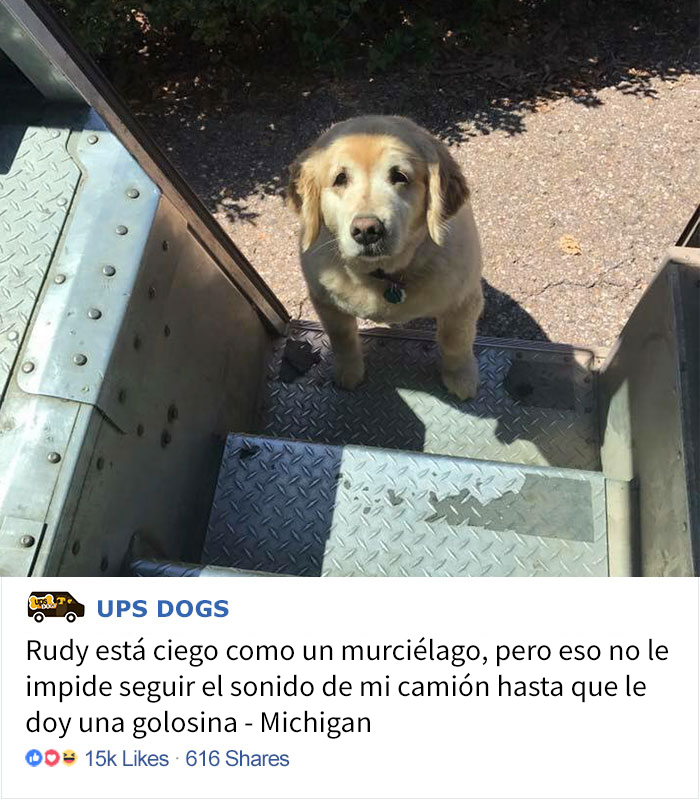 perros-ups-4