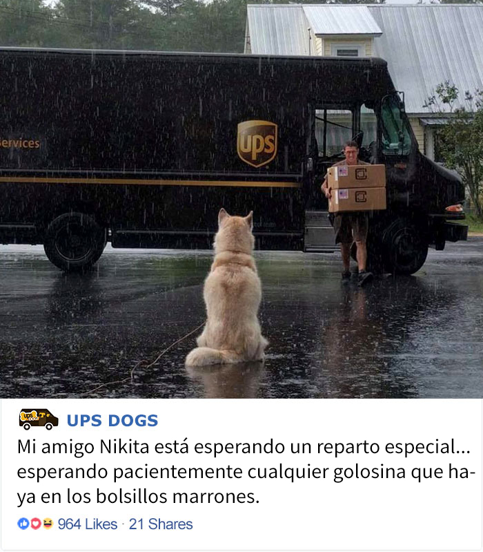perros-ups-5