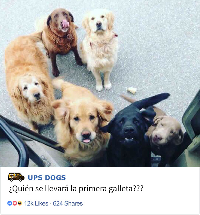 perros-ups-6