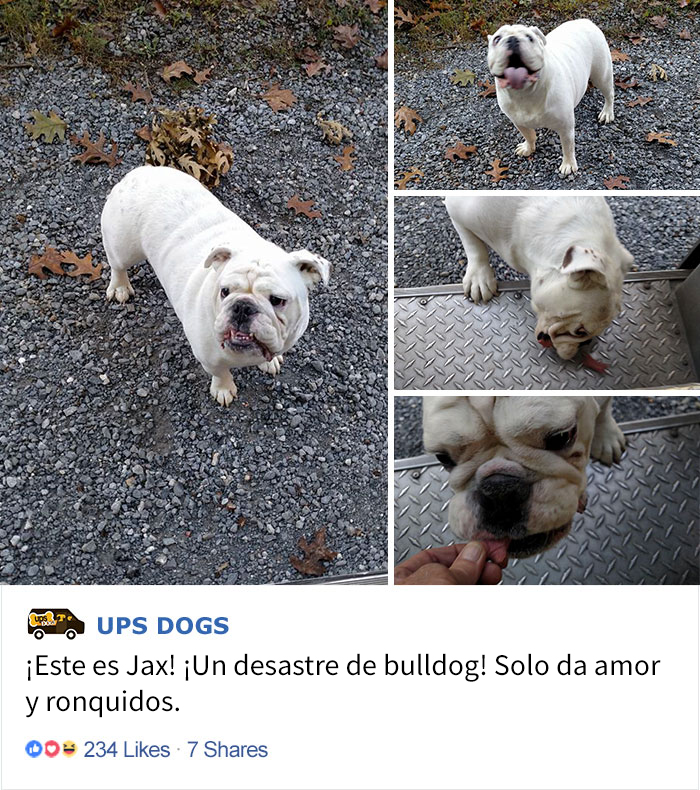 perros-ups-8