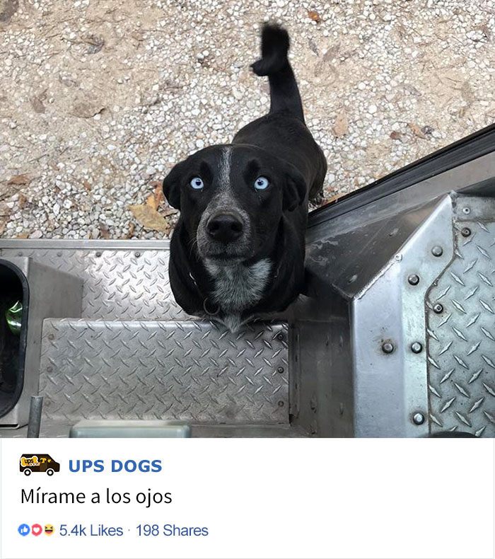 perros-ups-9