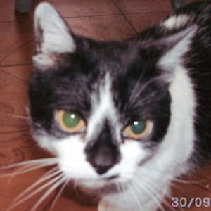 lauracaro avatar