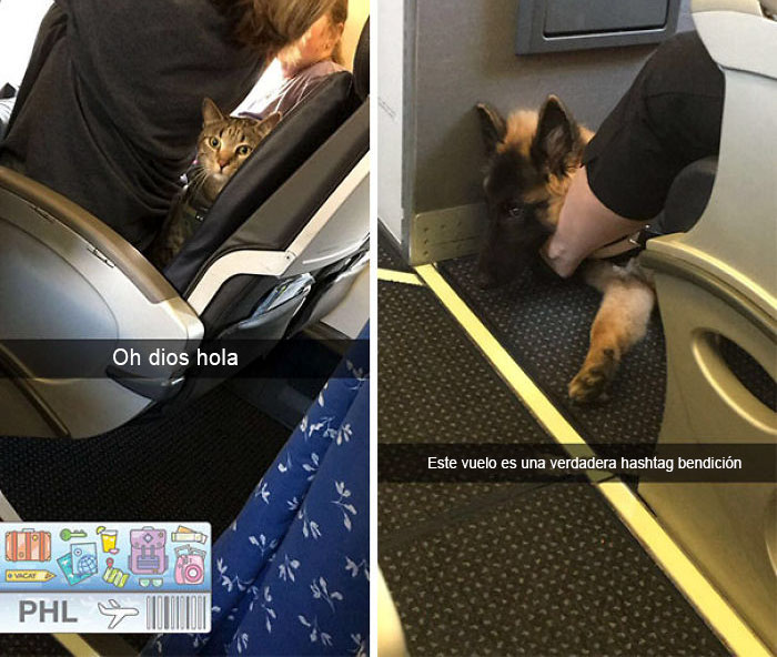 En Mi Vuelo A La Universidad Tuve Un Perro De Servicio Y Un Gato De Servicio En La Fila De Delante