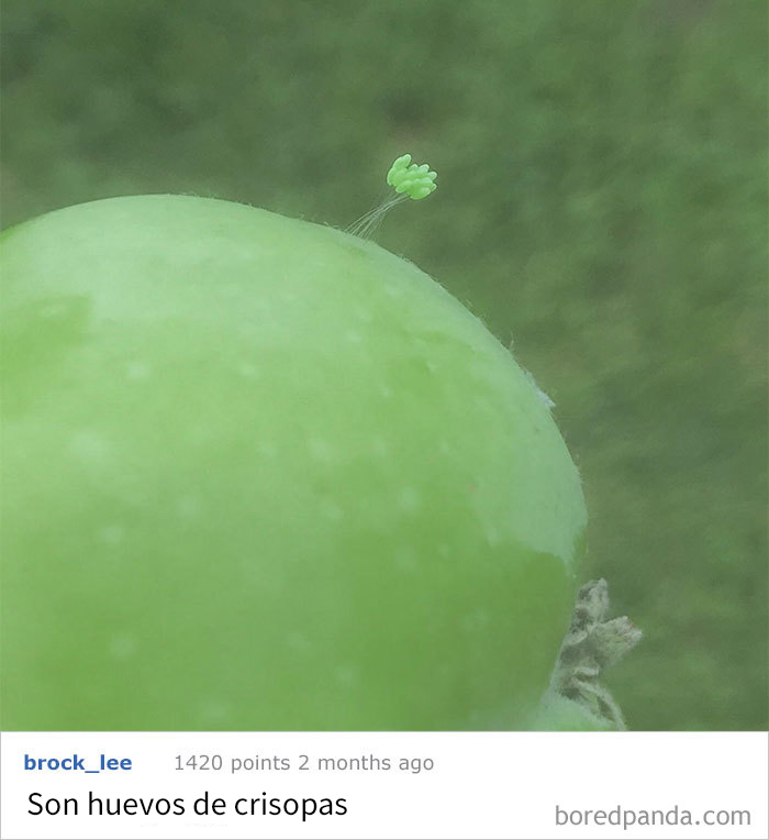 ¿qué Le Ha Salido A Esta Manzana?