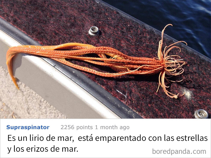 ¿qué Es Esto Que He Pescado?