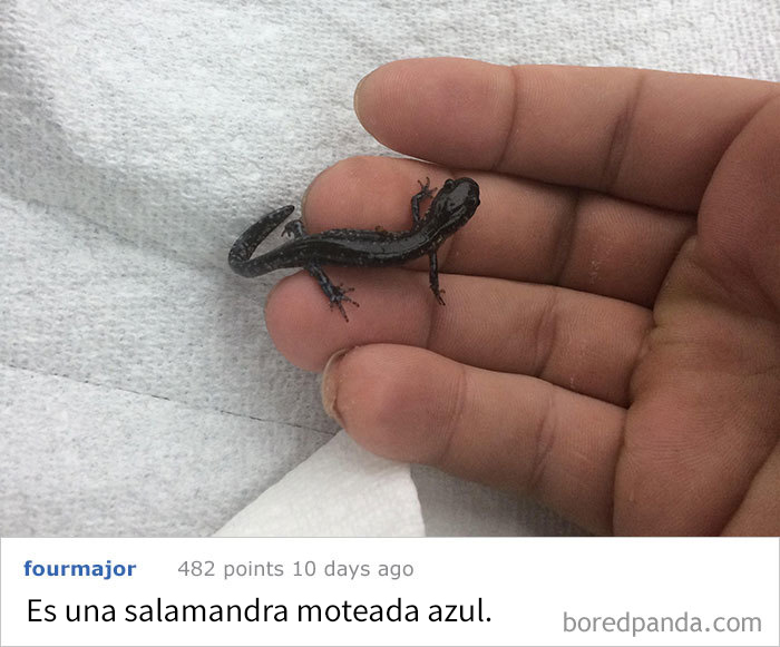 Este Pequeín Se Estaba Congelando En Michigan, ¿qué Es?
