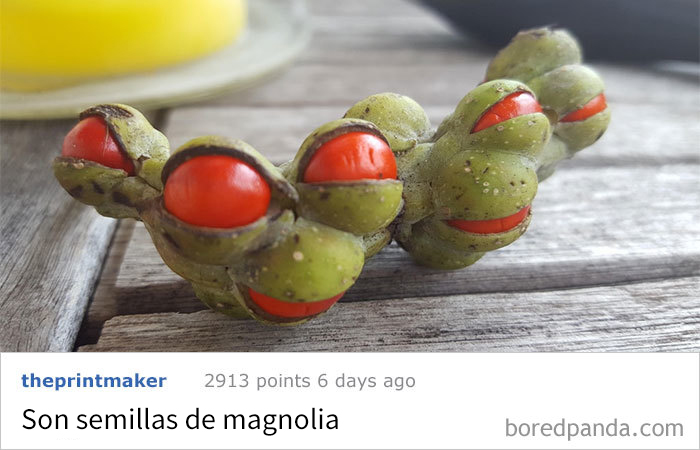 Me Llevé Esta Extraña Vaina A Casa Y Ahora Se Está Abriendo, ¿qué Es?