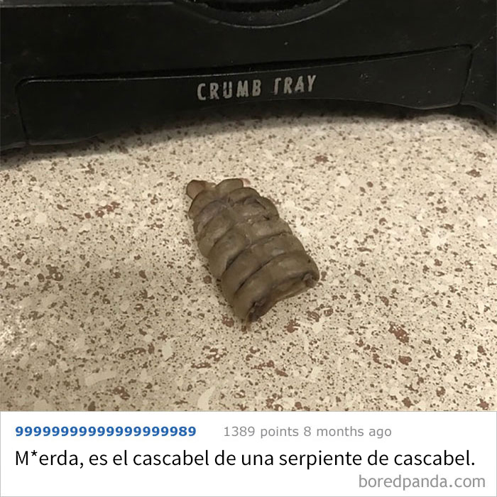 He Encontrado Esto Junto A La Tostadora. Espero Que No Sea Algo De Cucarachas