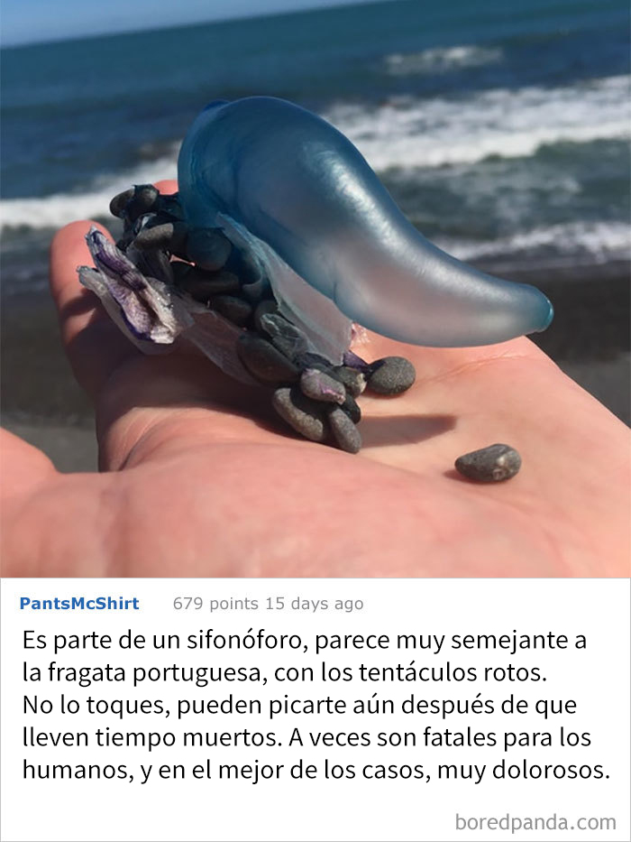 Lo Encontré En La Playa En Nueva Zelanda, Había Muchos En La Orilla, ¿qué Son?