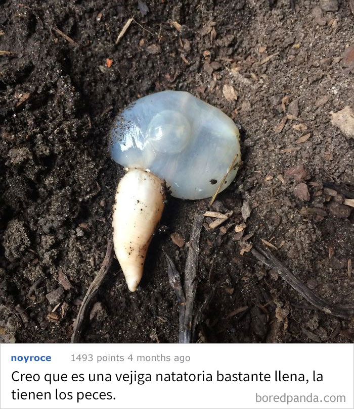 Esto Estaba Flotando En Mi Estanque