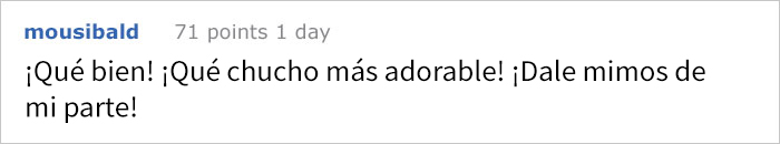 teddy-adoptado-1