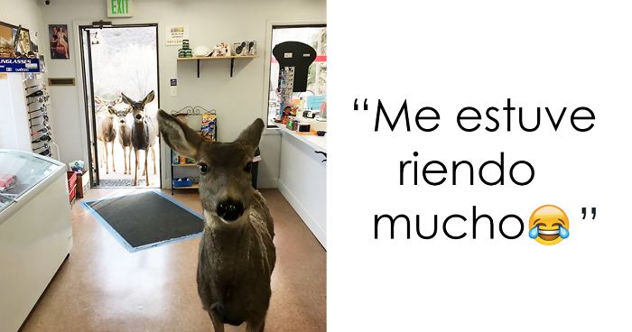 Este ciervo entró en una tienda a ver qué tenían, y luego se trajo una sorpresa