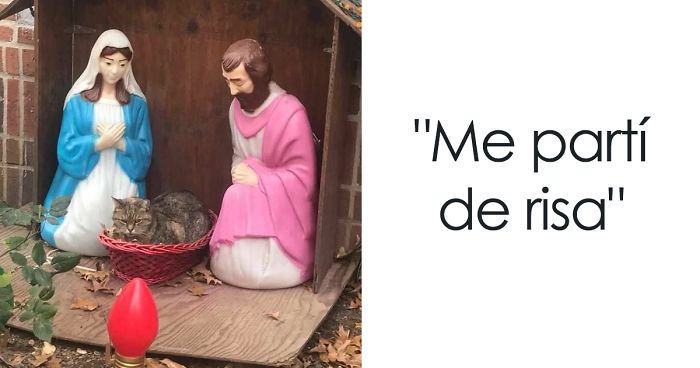 La gente no puede parar de reír después de que este gato gruñón se colase en un Belén de NYC