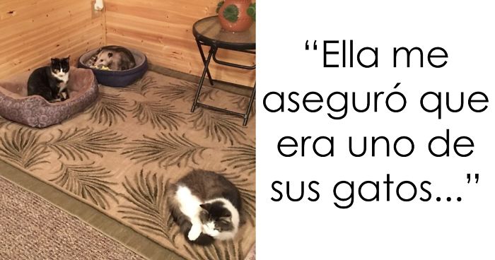 Esta abuela creía haber estado cuidando de 3 gatos, pero su nieto notó que uno no lo era