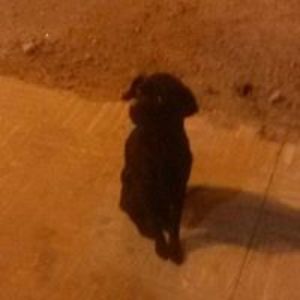 danster234 avatar