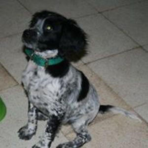 vracharichrosa avatar