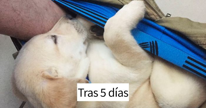Así es cómo miden el crecimiento de su perro, y la gente no para de reír