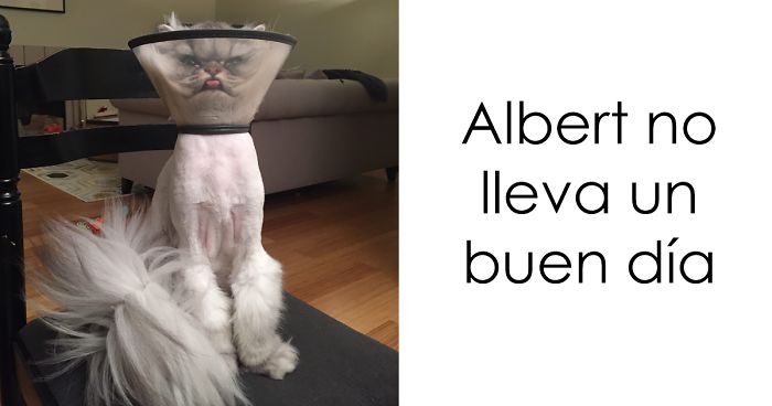 10+ Mascotas que acaban de volver del veterinario, y sus caras lo dicen todo