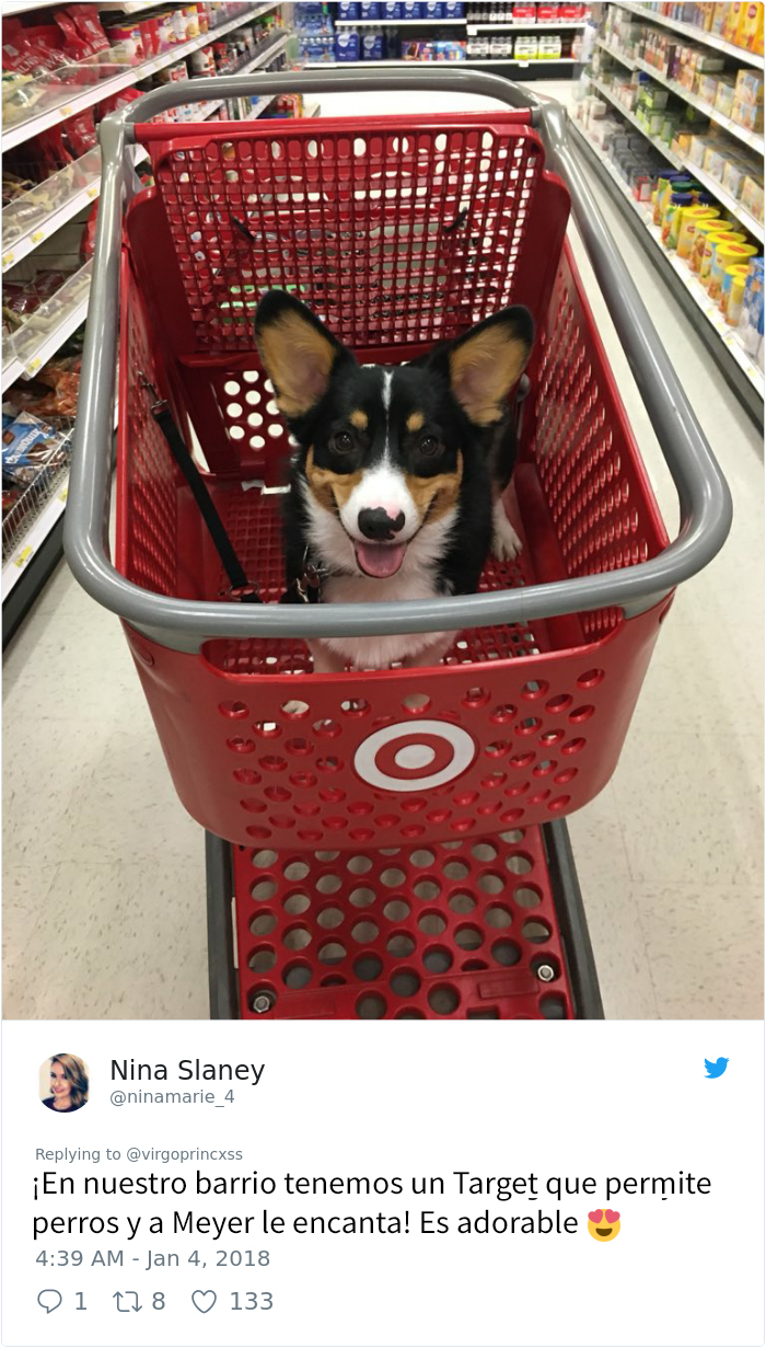 perro-target-4