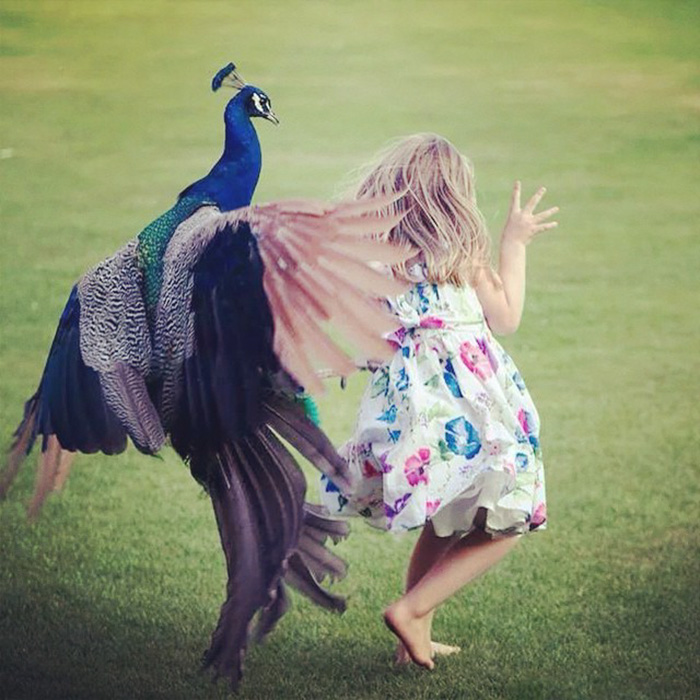 Esta Chica Estaba Persiguiendo Y Molestando Al Pavo Real En El Parque. En Cuanto Se Dio La Vuelta, Él Se Vengó