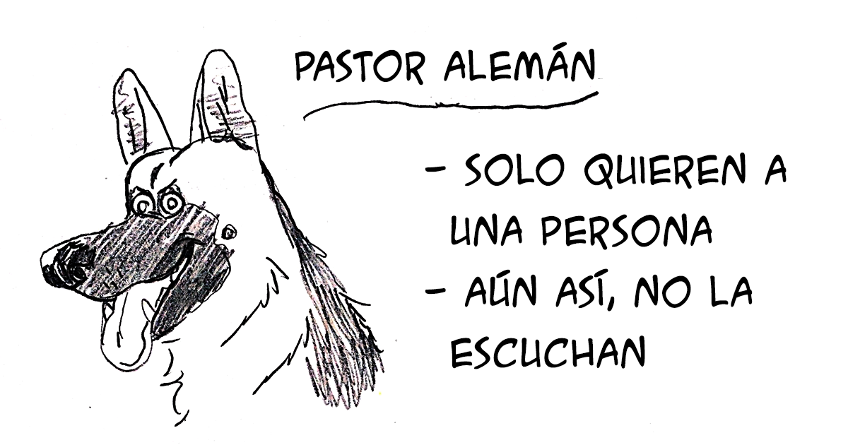 Divertida guía sobre razas de perros que te ayudará a elegir a tu próxima mascota