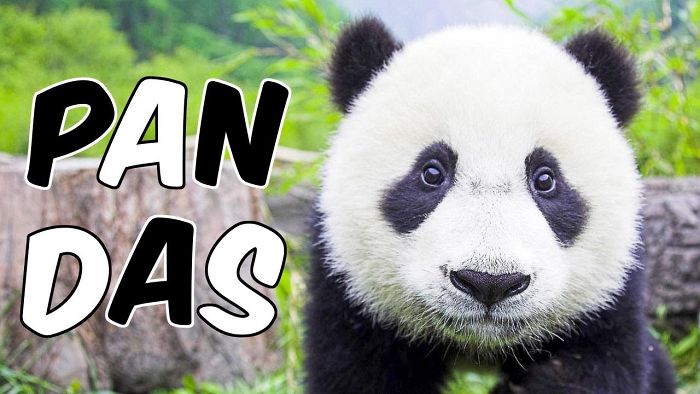 Visita A Pandalandia