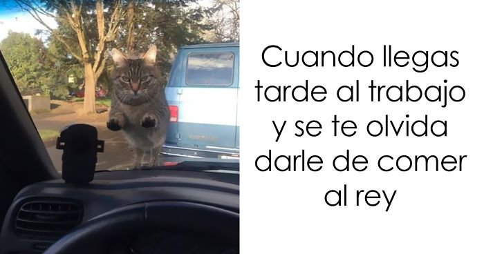 25+ Divertidos snapchats de gatos que te sacarán una gran sonrisa (Nuevas imágenes)