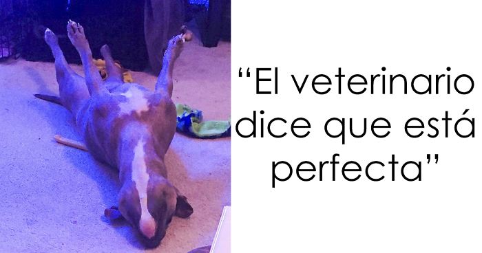 Esta es Leela, una pitbull tan rara que ni los veterinarios se explican su comportamiento