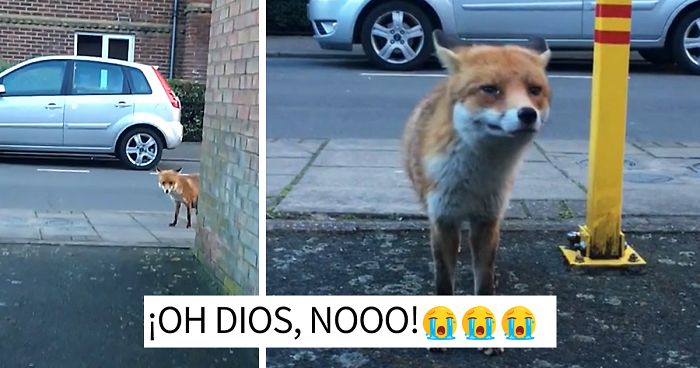 Este hombre se acercó demasiado a un zorro salvaje para mostrarlo en Snapchat, y ahora desearía no haberlo hecho