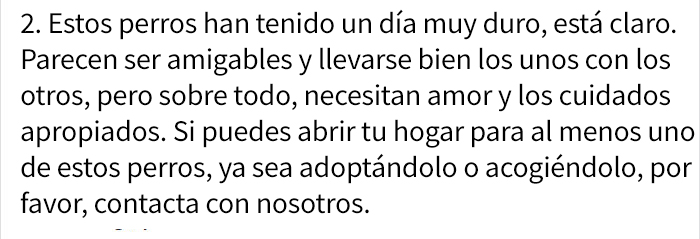 abandonandoperros-7