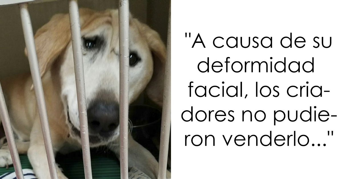 Este perro desconsolado fue abandonado por su cara «fea», pero tras ser adoptado la diferencia es increíble
