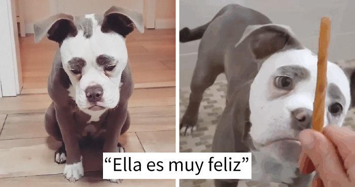 Este es el perro más triste de todo internet
