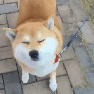 Una Cosa Más Adorable Cuando Vuelves A Casa