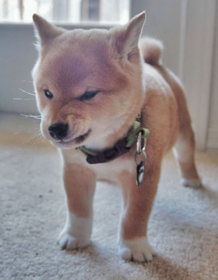 Un Shiba Muy Muy Enfadado