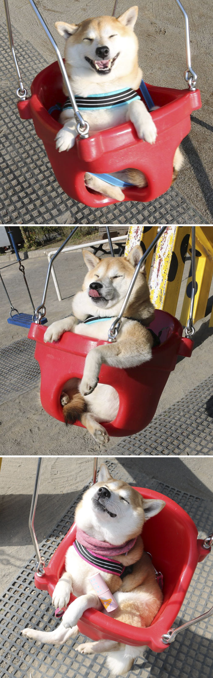 Uni-Chan Es Un Shiba Inu Que Tiene 7 Años Y Le Encantan Los Columpios