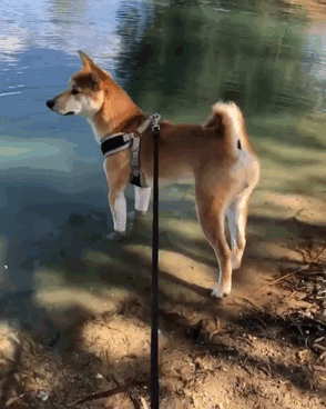 ¿Qué Es Esta Cosa Mojada En Mi Pata Izquierda?