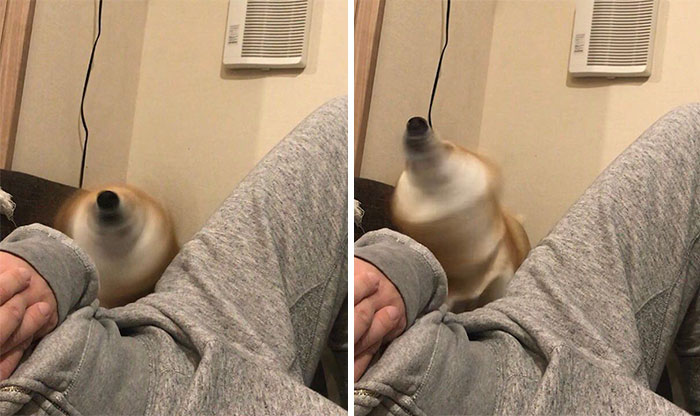 ¿Qué Es Esto? ¡Un Turbo Perro!