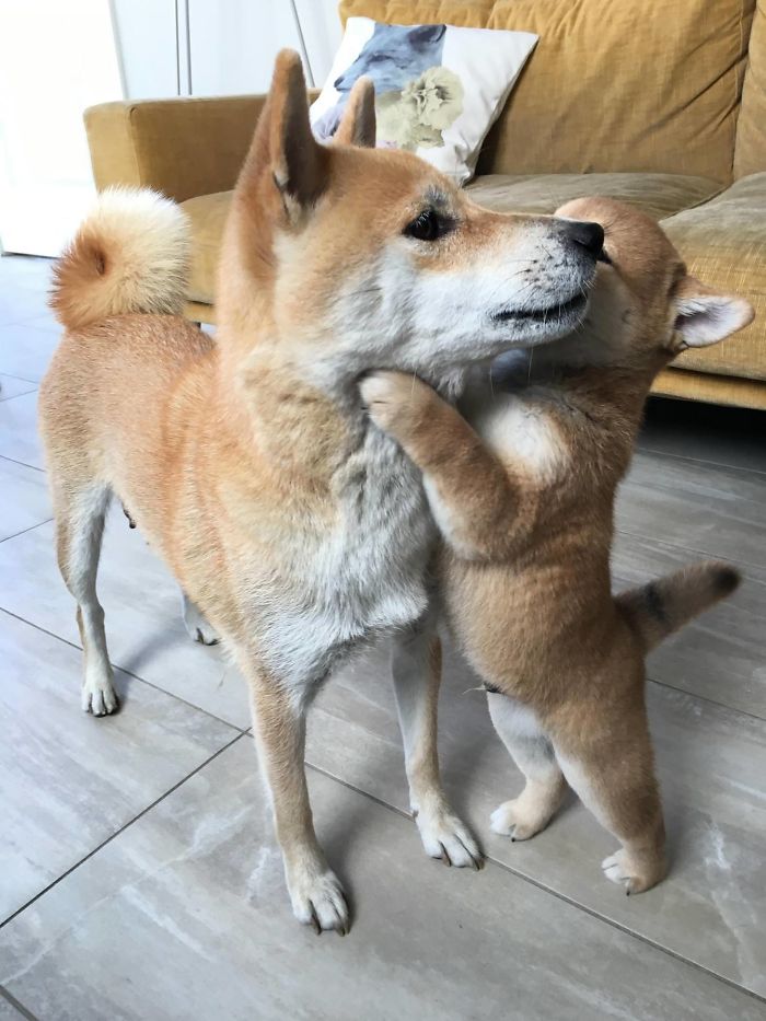 Mi Cachorro Ha Decidido Abrazar A Su Madre