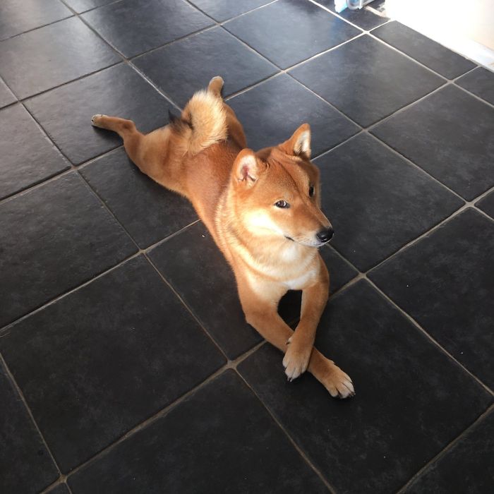 ¡Dios Mío! Está Mirando Directamente A La Cámara Con Las Patas Cruzadas. Es El Mejor Foto Que He Tomado
