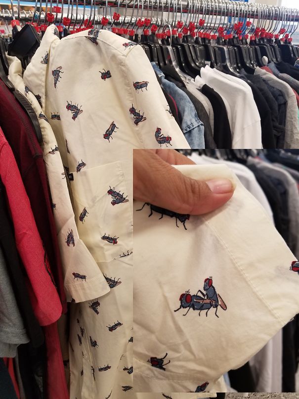 ¿qué Es Lo Que Están Haciendo Estas Moscas?