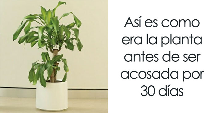 IKEA Solicita Que La Gente Acose A Esta Planta Por 30 Días Para Ver Lo Que Sucede Y Los Resultados Son Reveladores