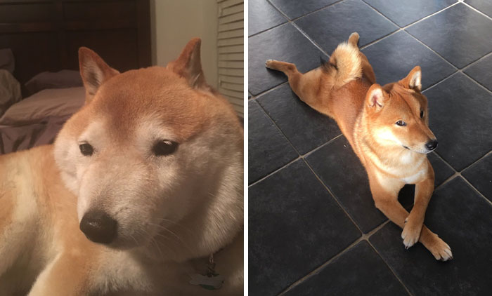 21 Perros shiba demostrando que son geniales