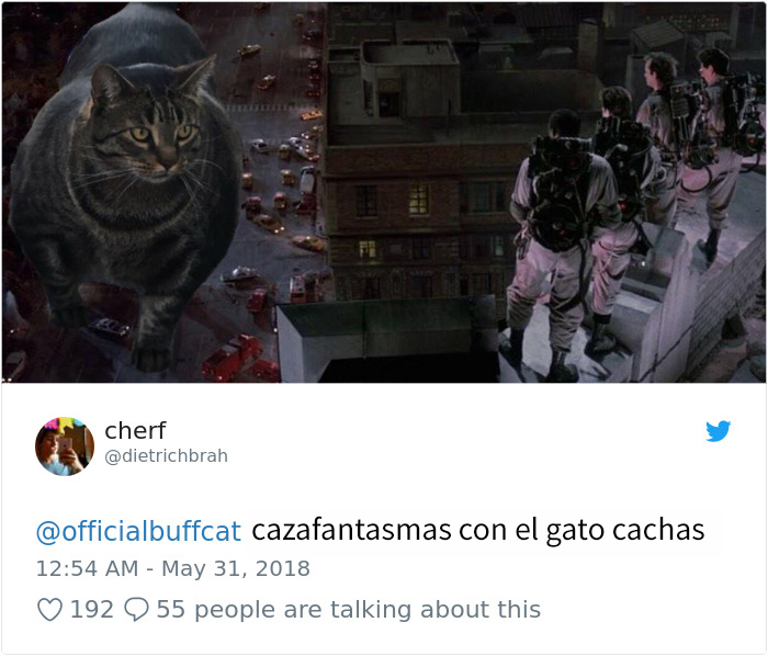 gatocachas-1