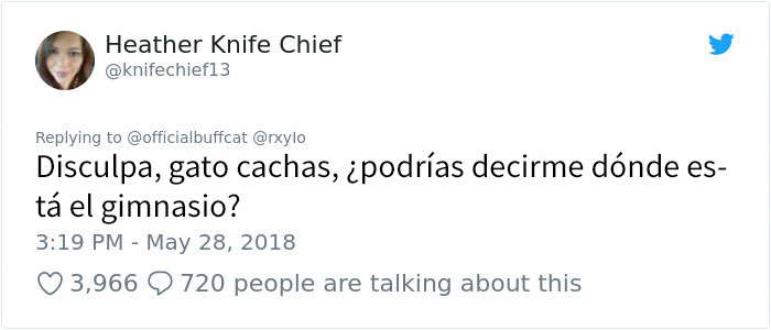 gatocachas-10