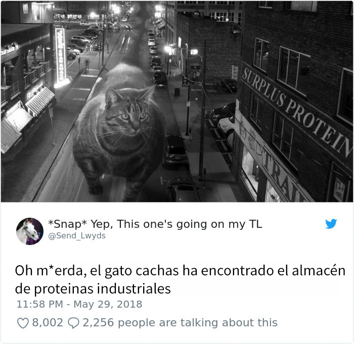 gatocachas-11