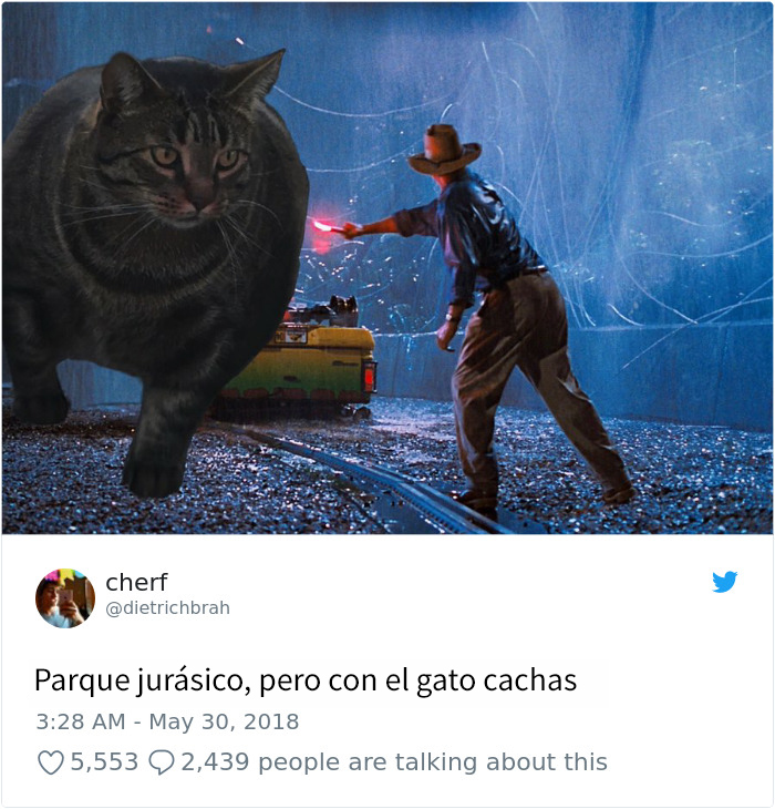 gatocachas-2