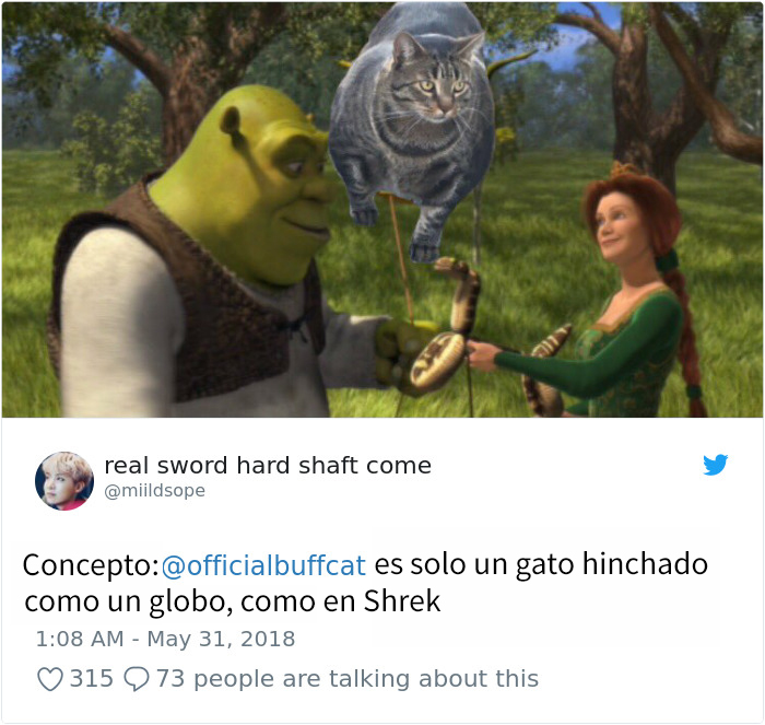 gatocachas-5