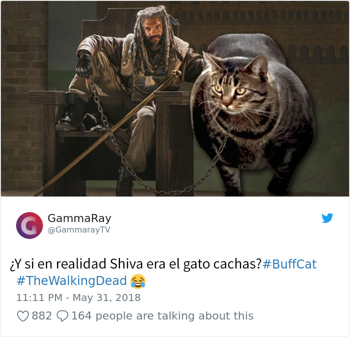 gatocachas-7